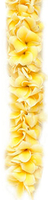 Image Double Yellow Plumeria 
